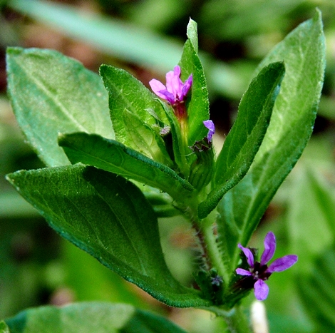 {Cuphea carthagenensis}